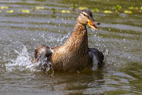 Free A vibrant duck splashes playfully in water, creating a lively scene. Stock Photo