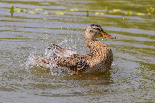 Free Captivating image of a mallard duck splashing joyfully in a serene lake on a sunny day. Stock Photo