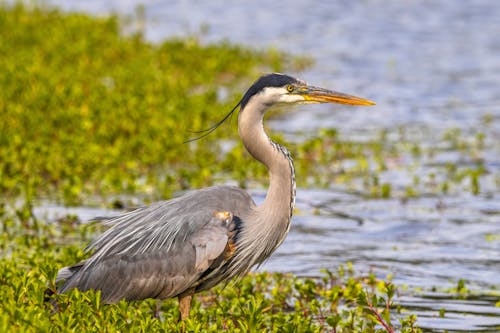 Heron Walking in Wetlands