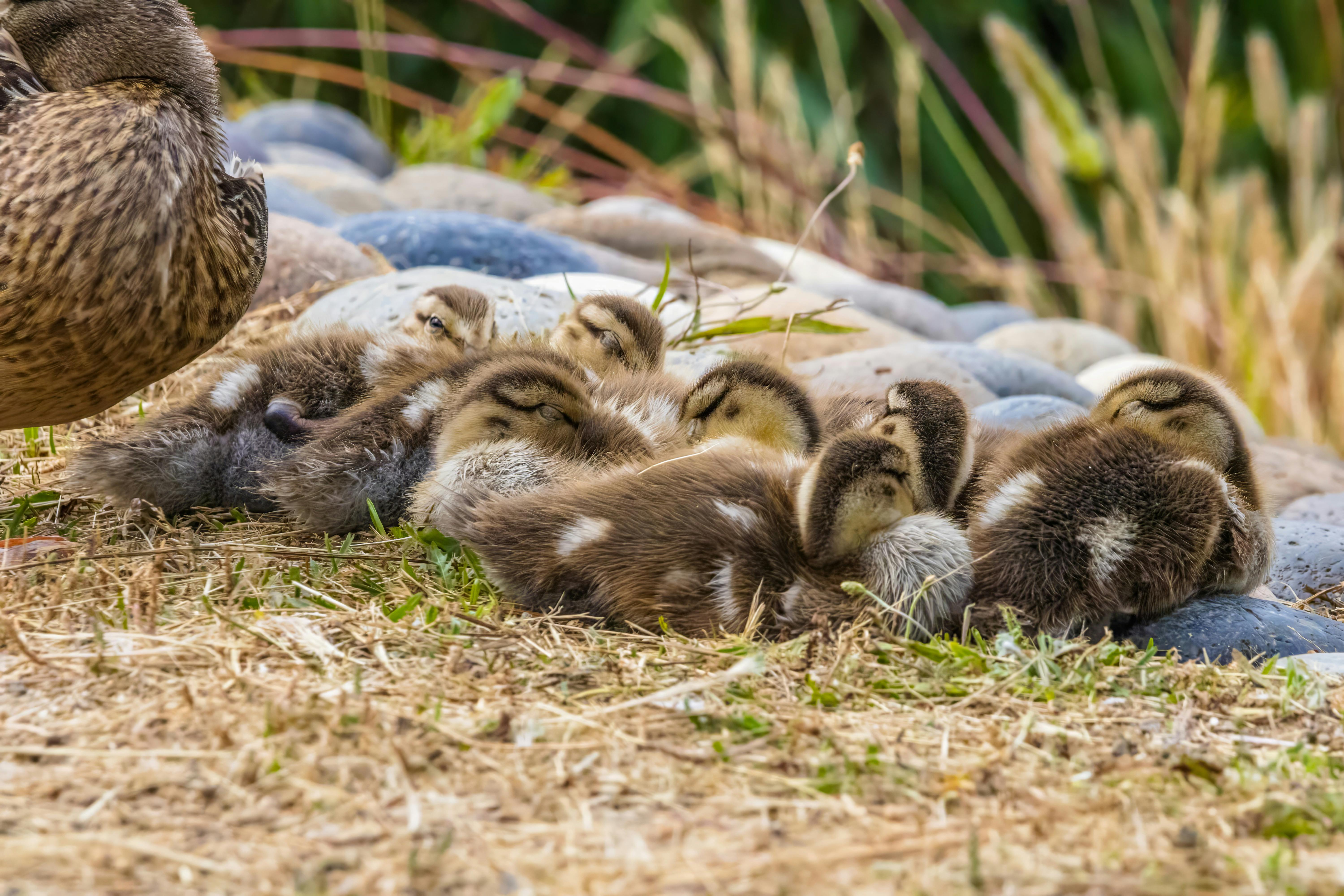 Canard Mignon Bébé - Photo gratuite sur Pixabay - Pixabay