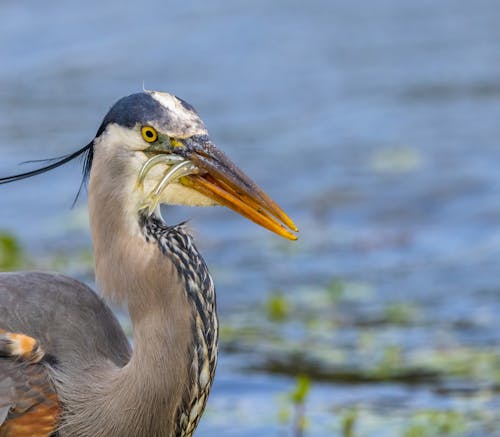 Egret Eating Fish