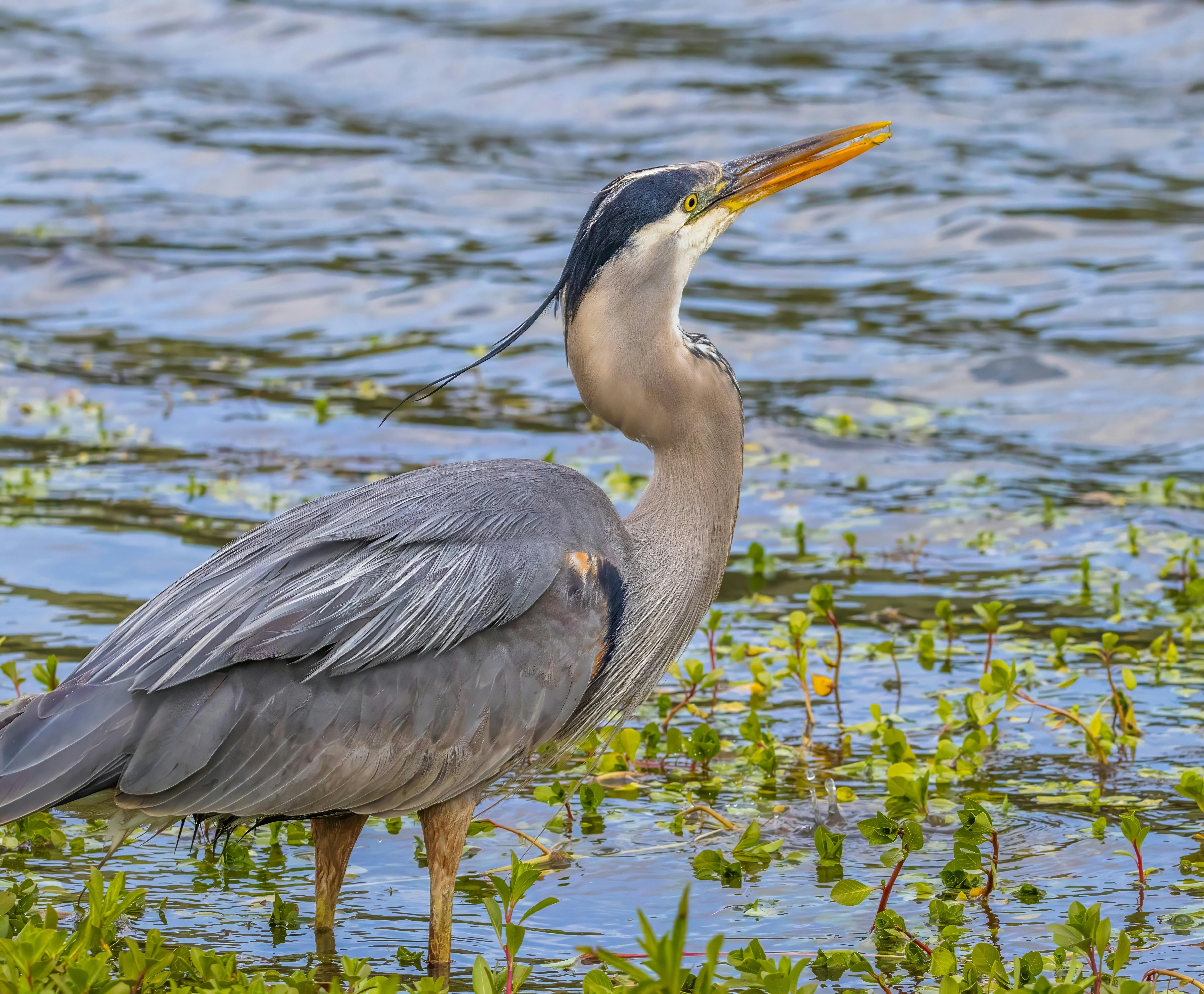 Great Blue Heron in Water · Free Stock Photo