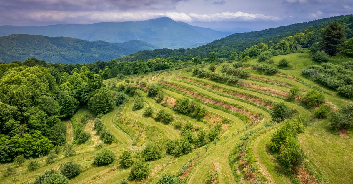 Aerial shot of terraced green hills surrounded by lush forests in Spruce Pine, NC.