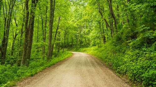 Dirt Road in Green, Deep Forest
