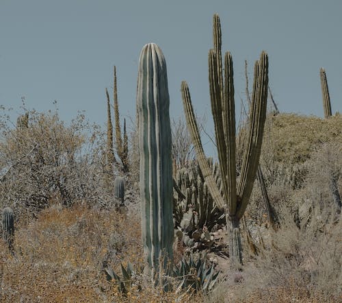 Cacti on Desert in California, USA