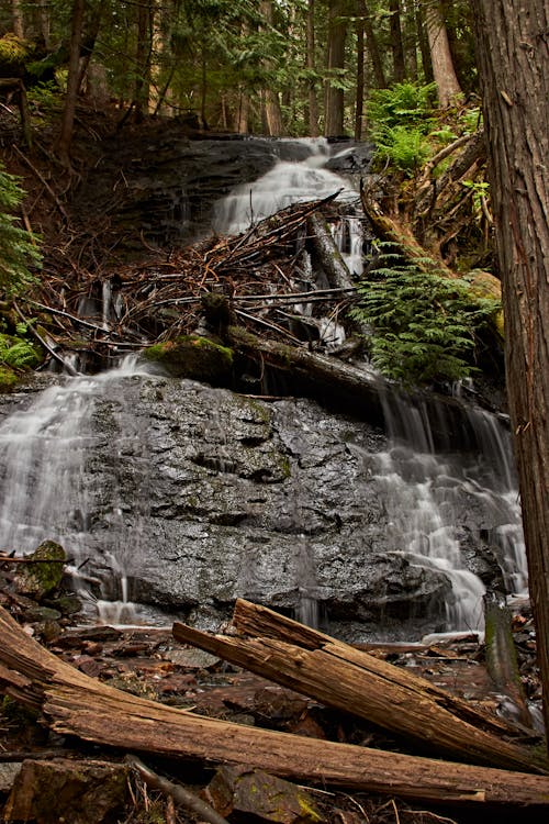 Cascade on Rocks in Woods