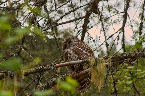 Owl perched on a branch.