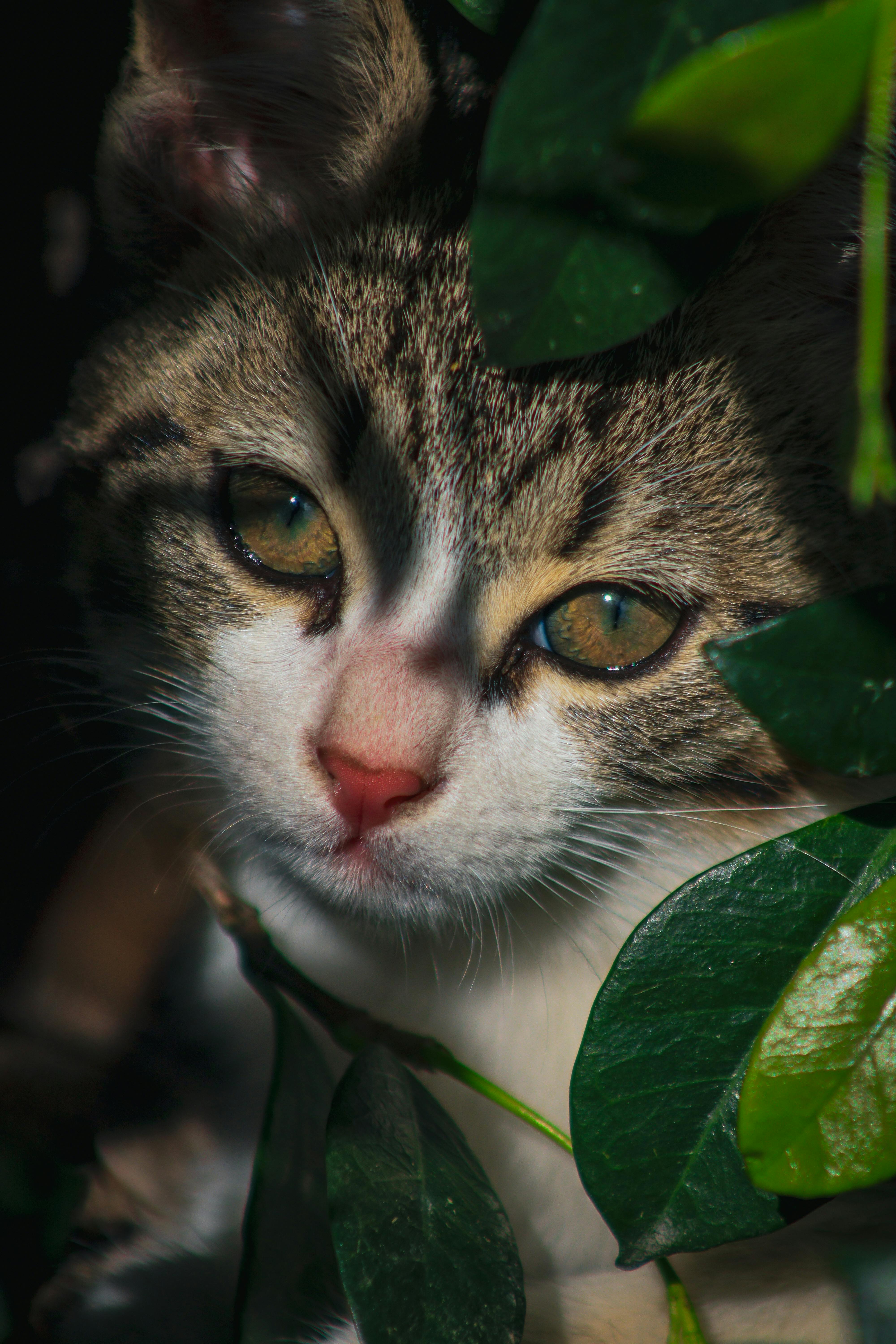 Cat Drinking Water with Straw · Free Stock Photo