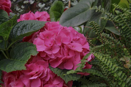 Kostnadsfri bild av anläggning, blommor, färsk