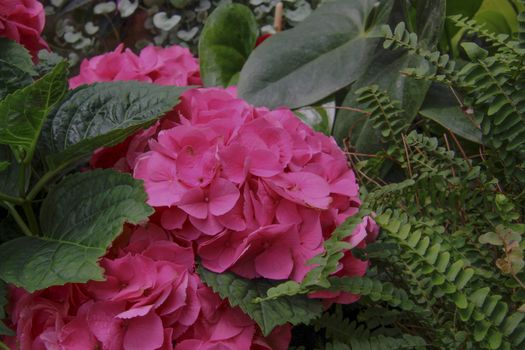 Close-up of a pink hydrangea amidst lush green leaves. Perfect for floral and botanical themes.