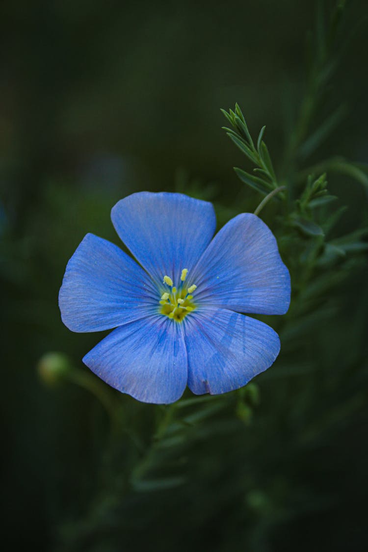 Close Up Of Blue Flower