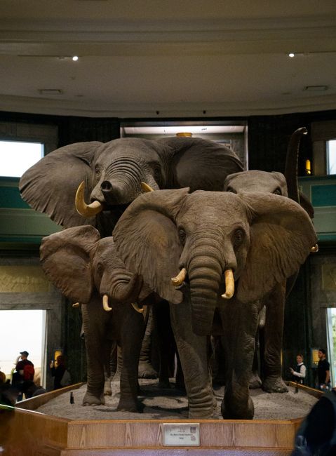 Visit the High Desert Museum fun things to do in bend oregon