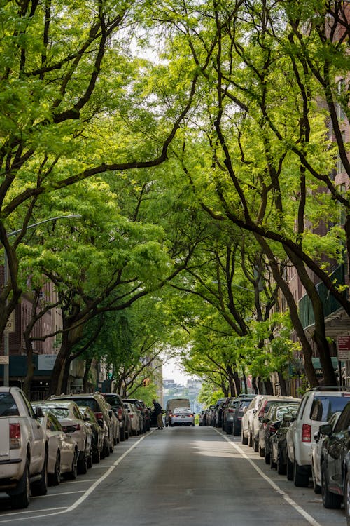 Symmetrical View of a City Street under Green Trees