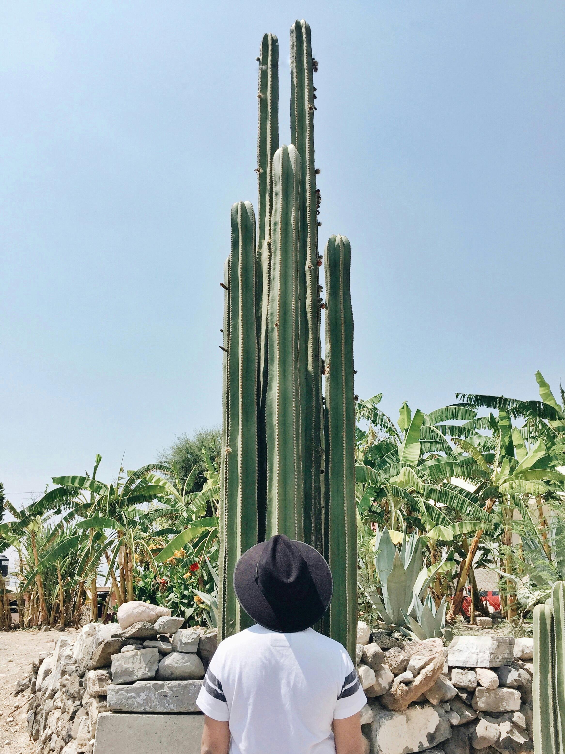 A man wearing a hat stands in front of a tall cactus in a vibrant garden, Ixmiquilpan, México.