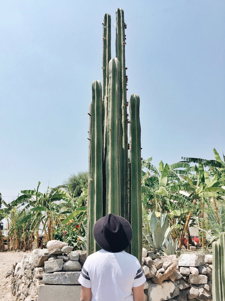 Man By Tall Cactus