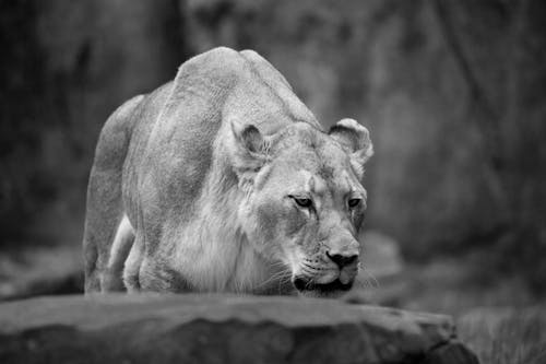 Lioness in Black and White