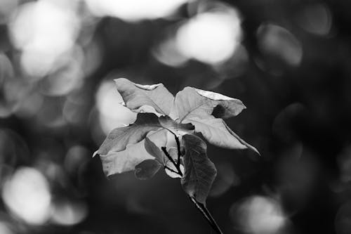 Darmowe zdjęcie z galerii z czarno-biały, gałąź, liść