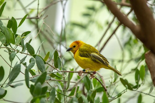 Close up of Taveta Weaver among Leaves