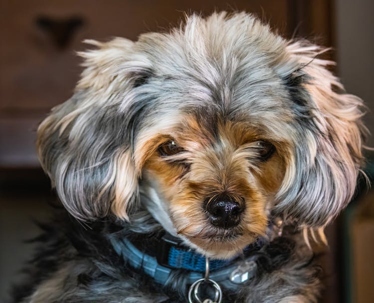 Close Up Of Dog Head