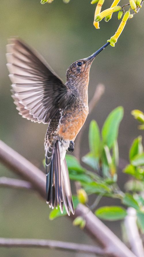 Hummingbird Feeding on Orange Aloe Flowers · Free Stock Photo