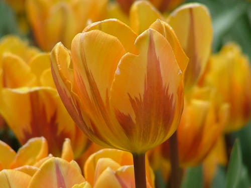 Close-up of Yellow Tulips 