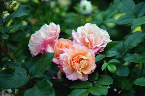 Close-up of Pink Roses on the Shrub 