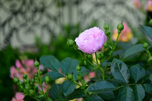 A Pink Rose Shrub