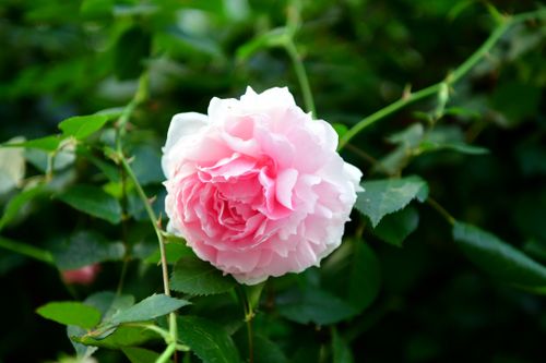 Free A beautiful close-up of a delicate pink rose in full bloom surrounded by green leaves. Stock Photo