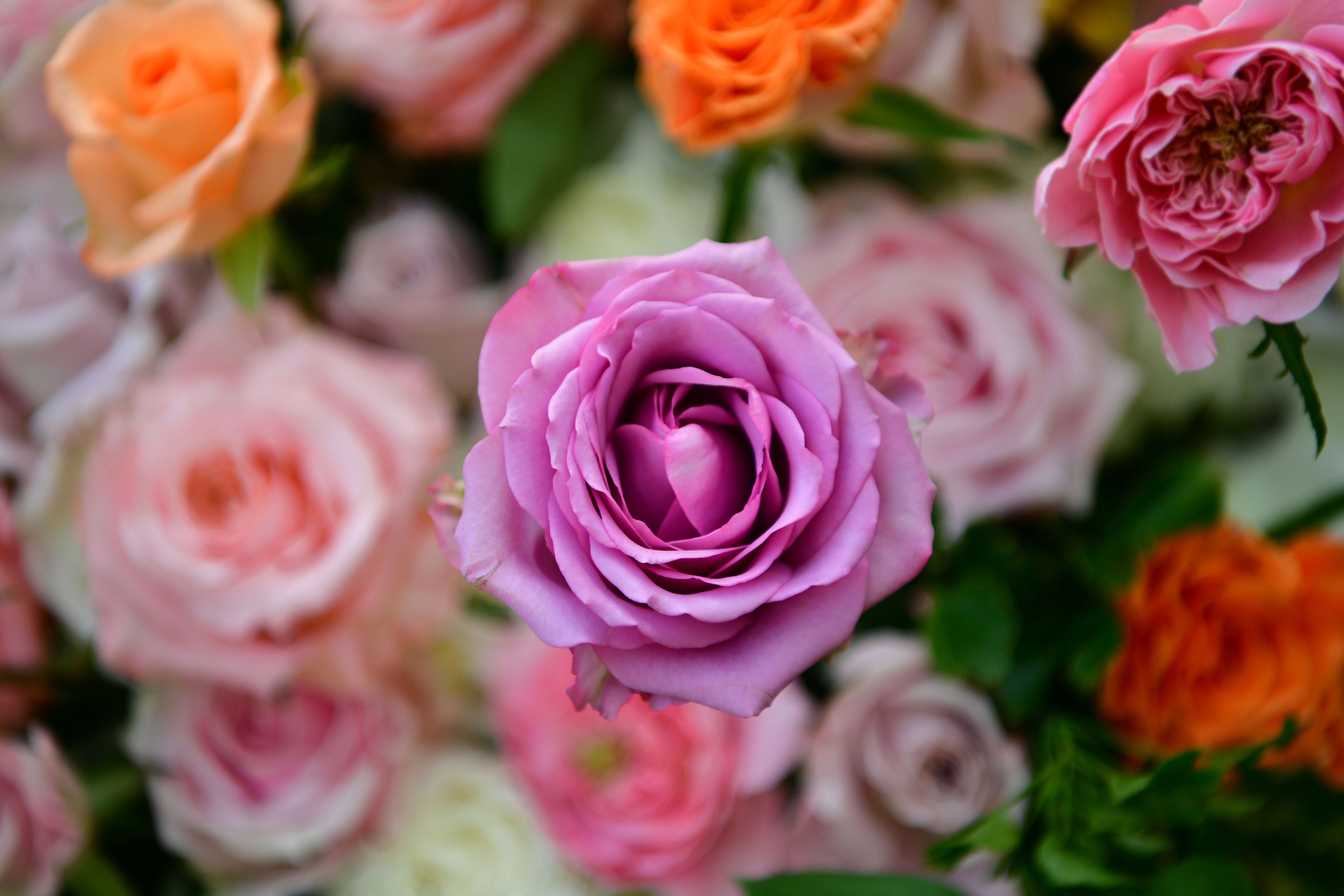 Close-up of Colorful Roses · Free Stock Photo
