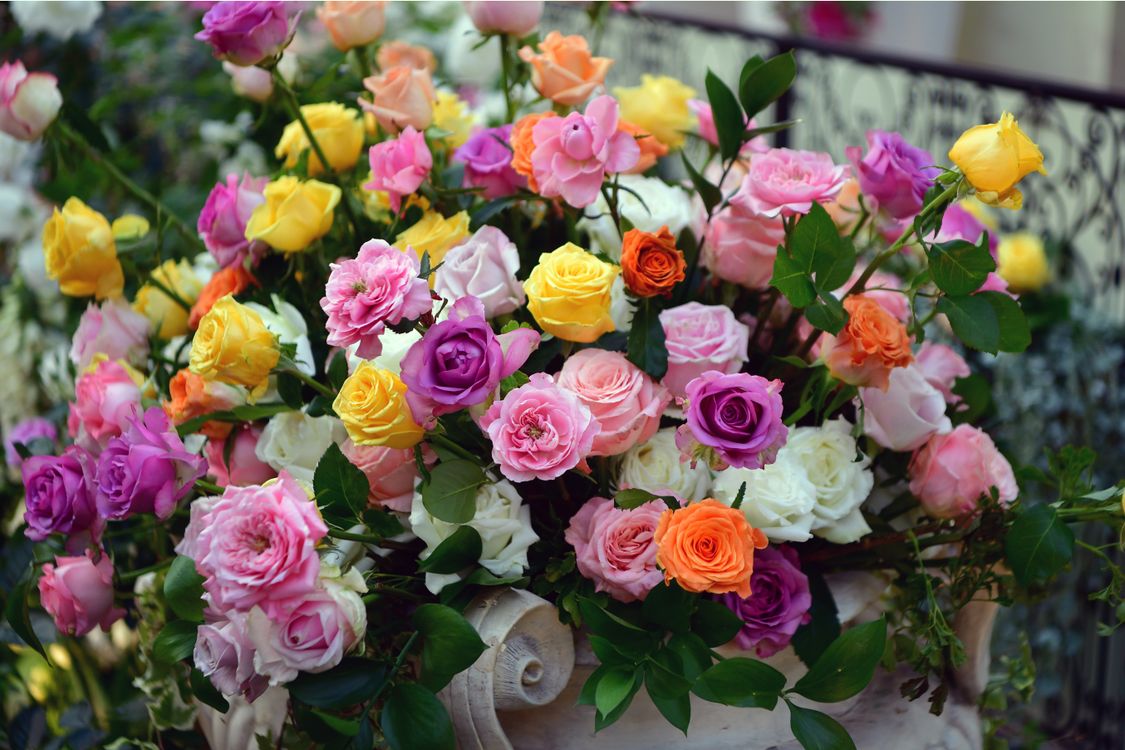 Colorful Spring Roses Close up of Colorful Roses · Free Stock Photo
