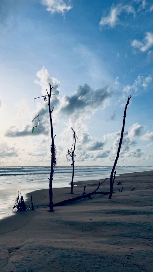 Foto profissional grátis de areia, árvores secas, céu azul