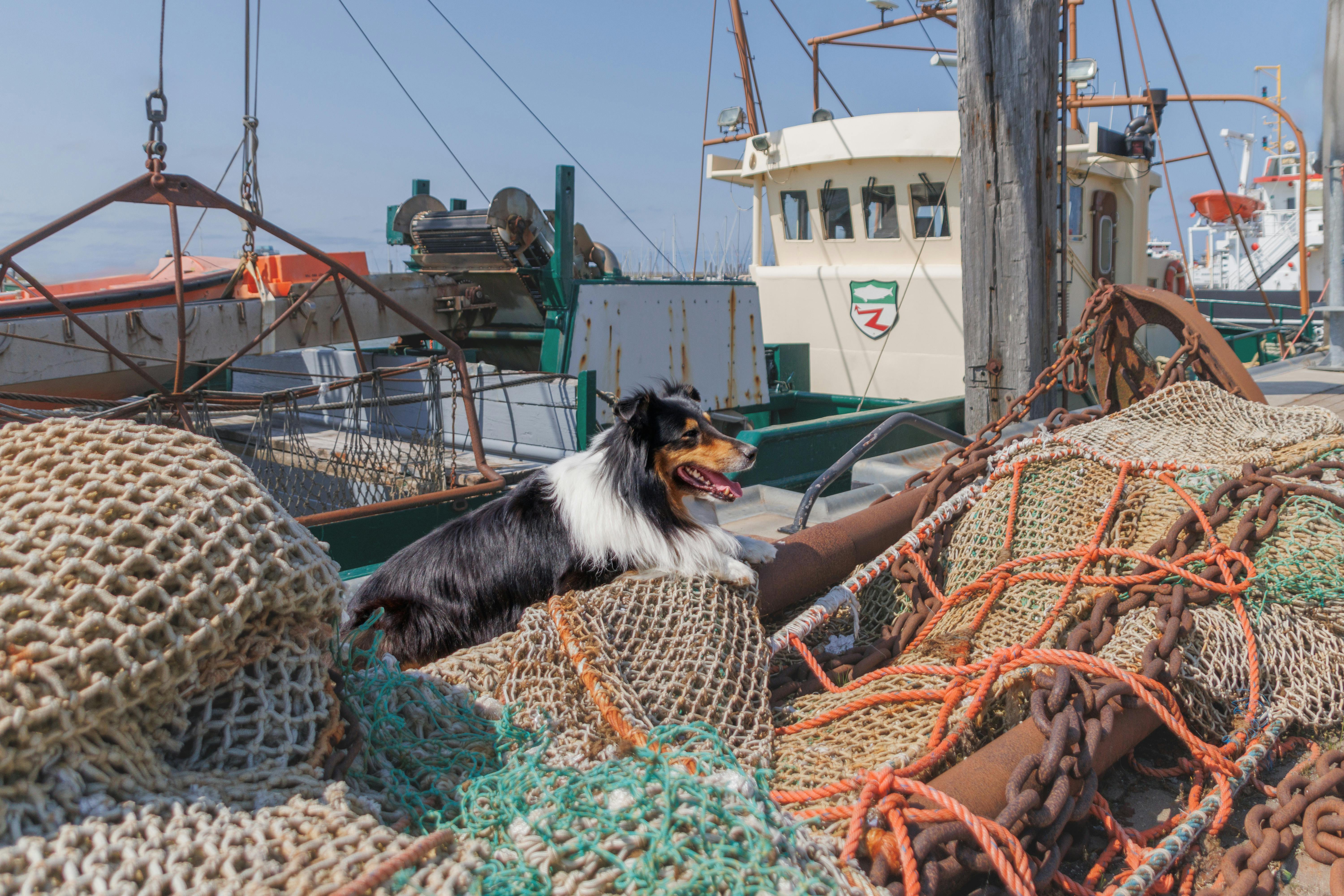 Collie Dog Lying Down on Net on Fishing Boat