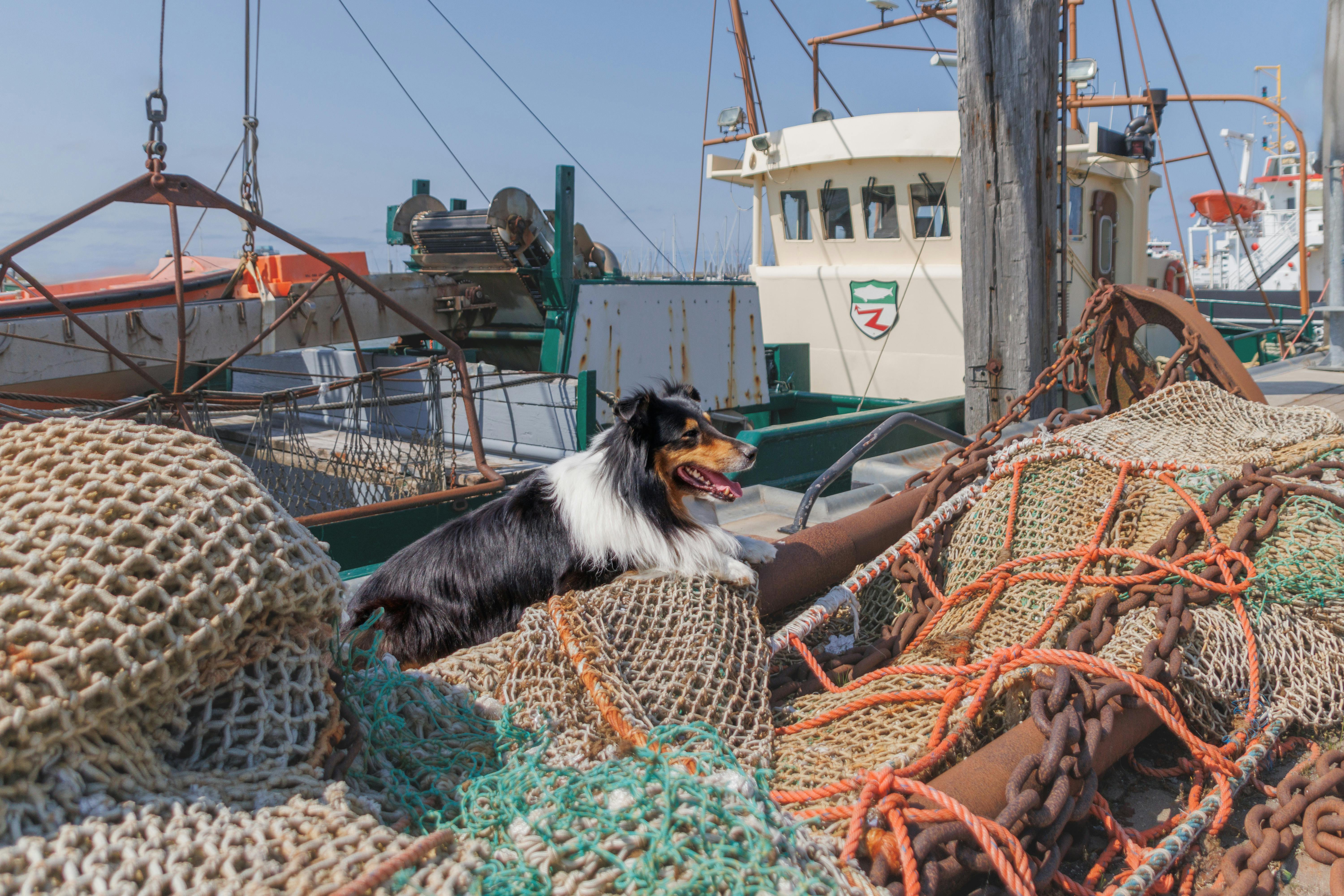 Collie Dog Lying Down on Net on Fishing Boat · Free Stock Photo