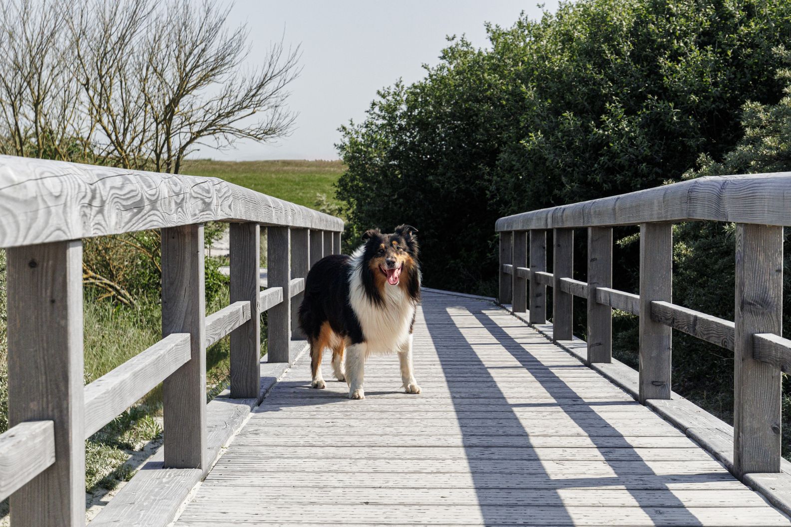 Photo inspiration: Natural Smooth Collages Reference: Rough Vs Smooth Collie Breed Differences Revealed