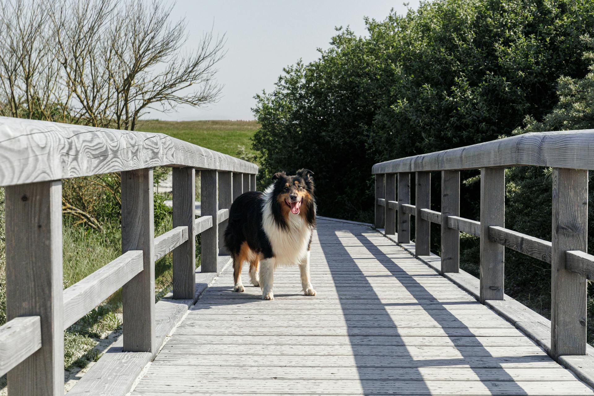 Rough Collie on Wooden Footbridge