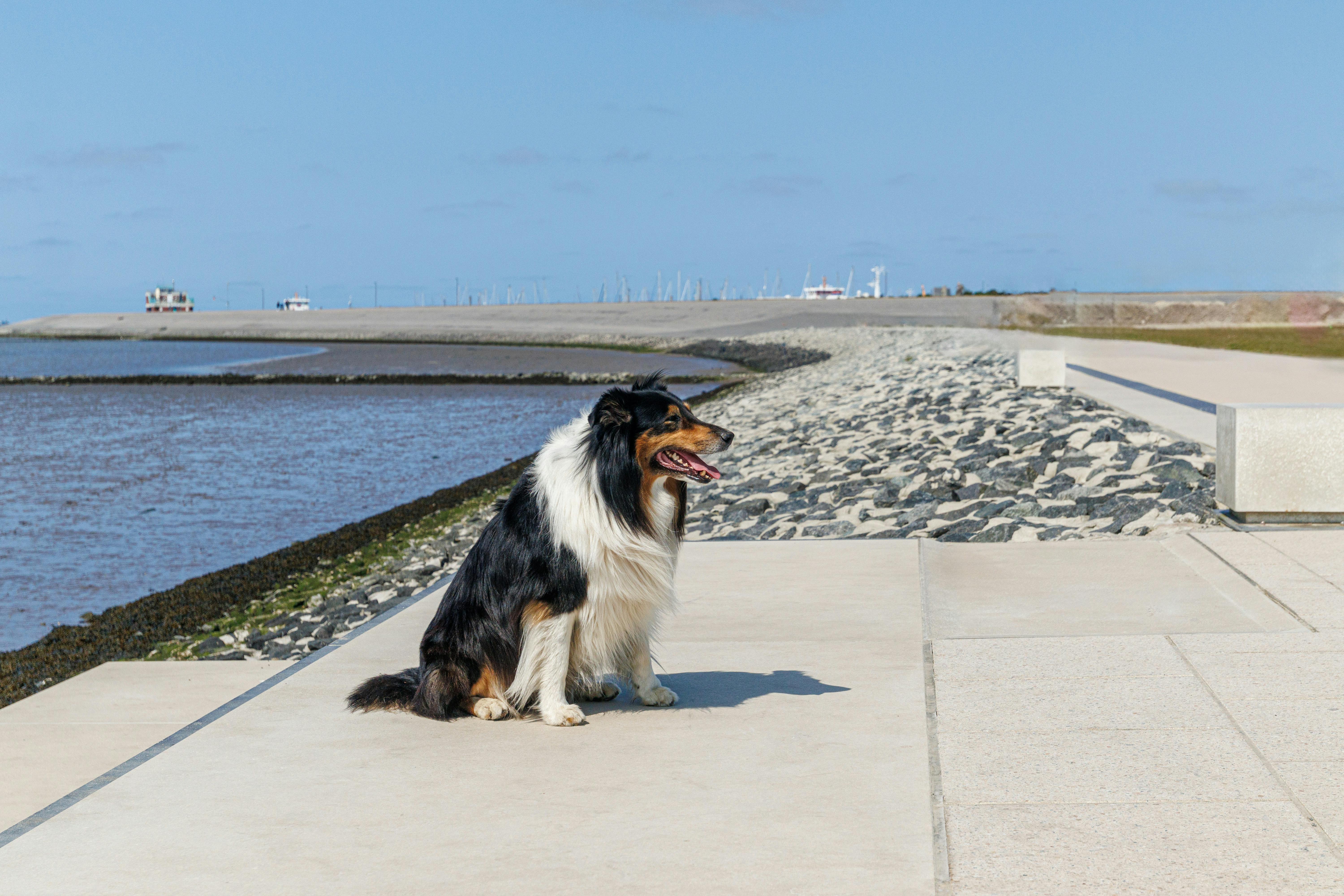 Rough Collie Sitting on Sunlit Promenade