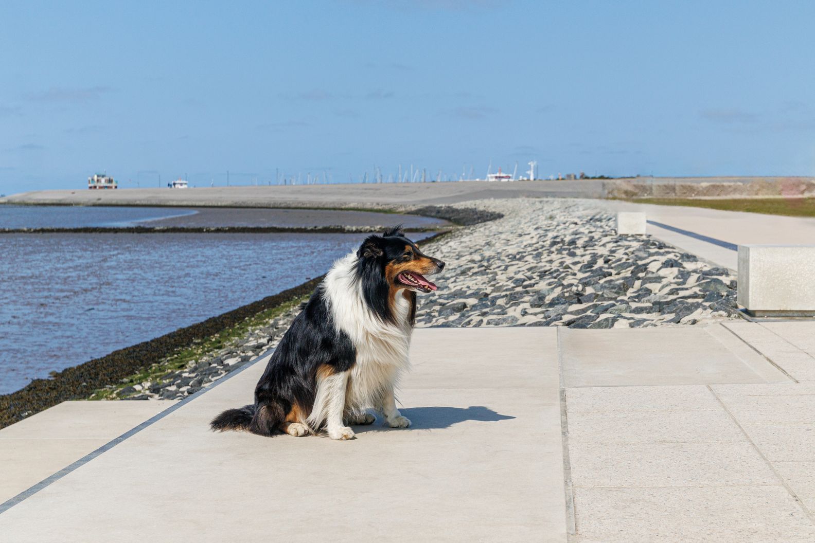 Rough vs Smooth Collie: Breed Differences Revealed