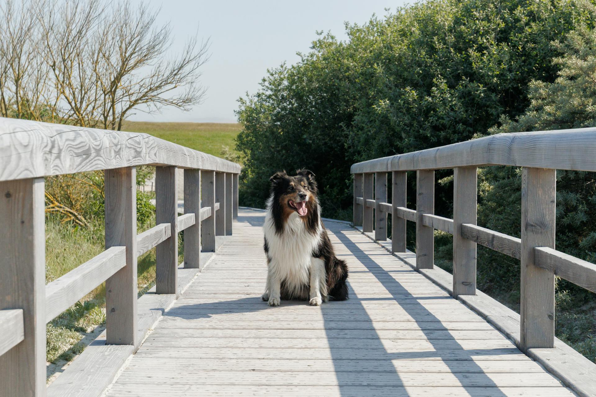 Le chien de berger des Shetland sur une passerelle en bois