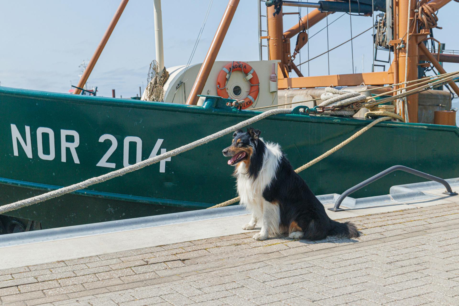 Dog Sits in Harbor