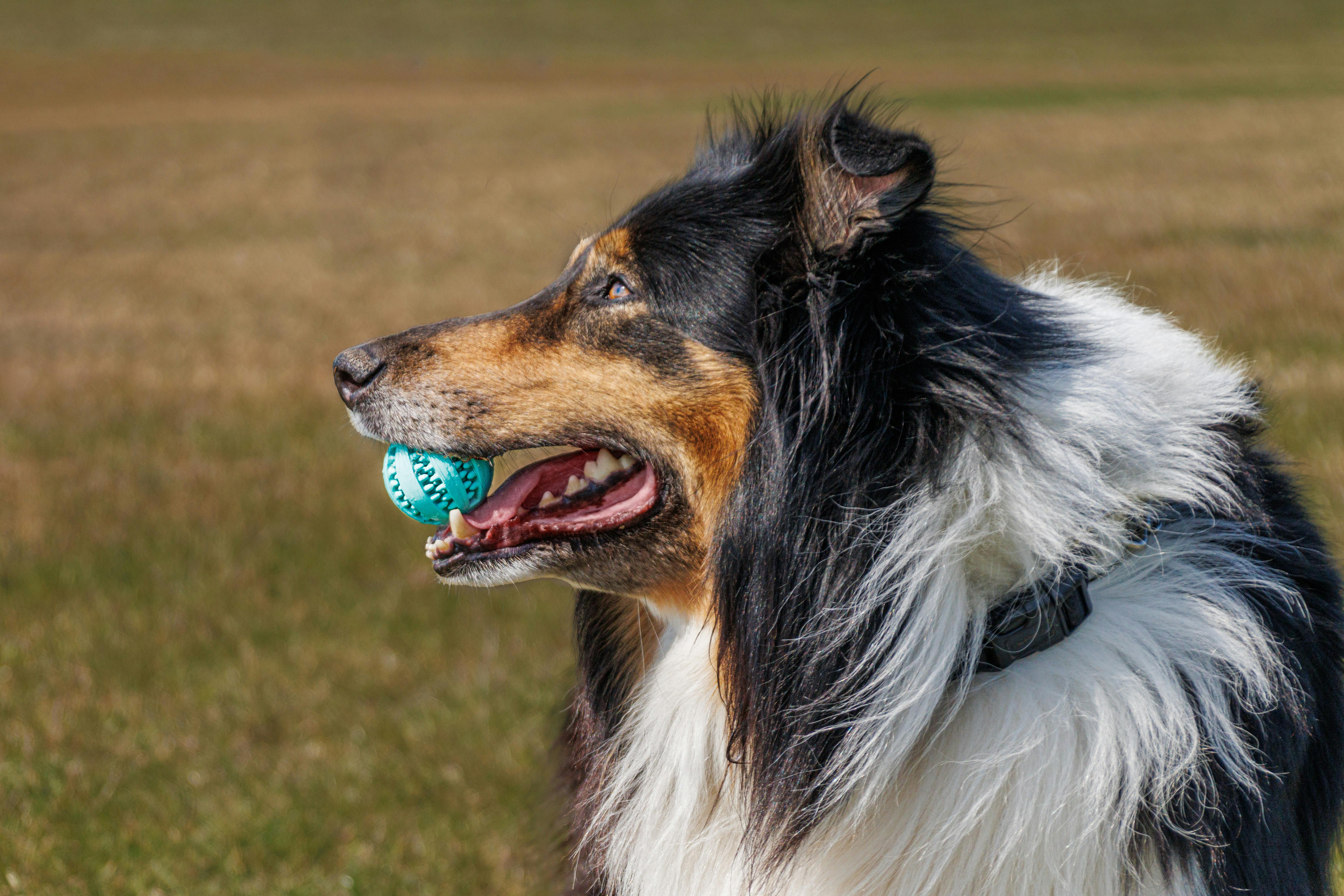 Rough Collie with Ball