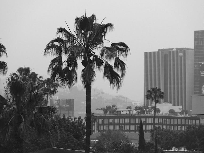 Photo by Sergey Korolev Black and white photo of a cityscape with palm trees and modern buildings, creating a tropical urban atmosphere.