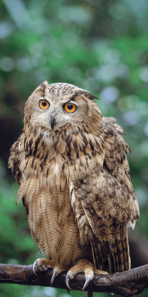 Close-up of an Eurasian Eagle-owl Sitting on a Tree Branch 
