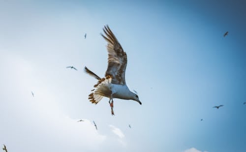 Fotos de stock gratuitas de alas, cielo azul, cielo limpio