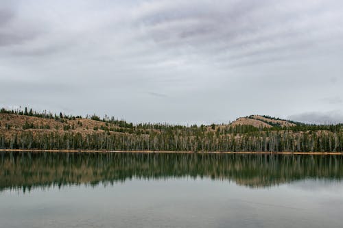 Forêt Près Du Plan D'eau