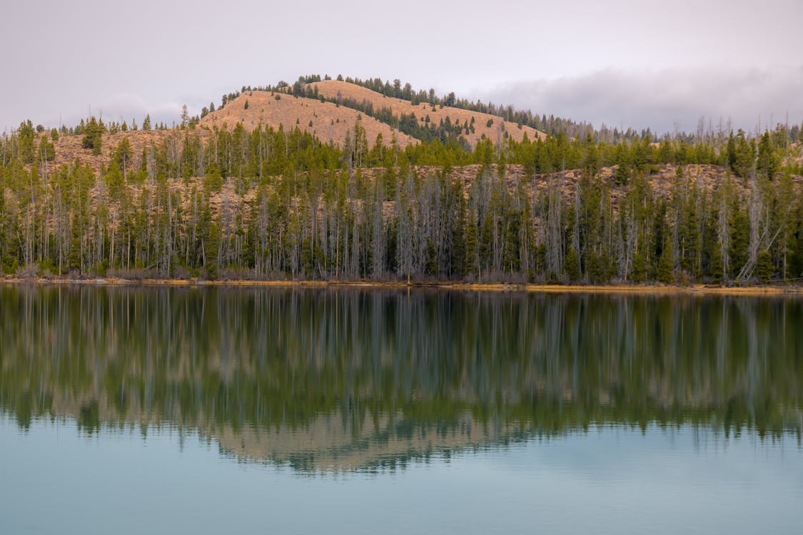 Cuerpo De Agua Al Lado Del Bosque