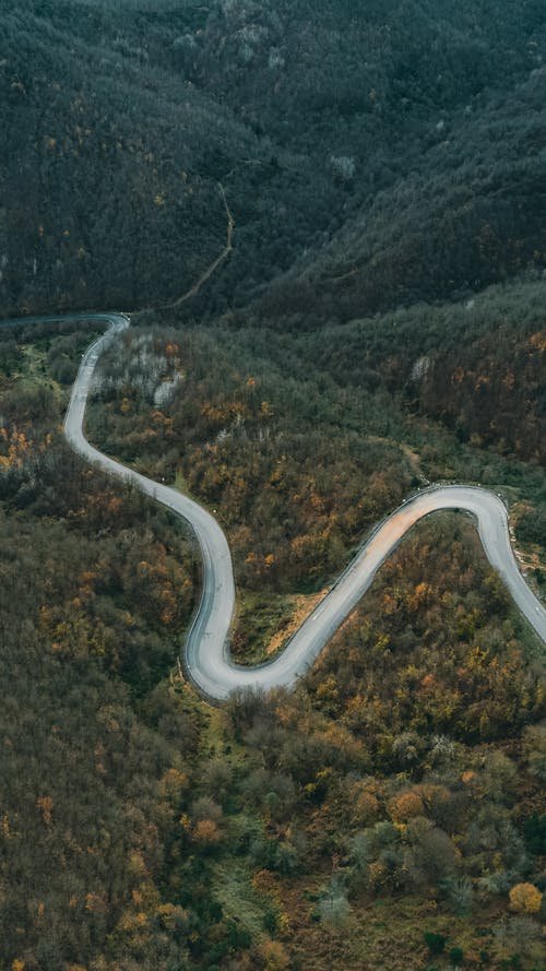 Foto d'estoc gratuïta de arbres, bosc, carretera