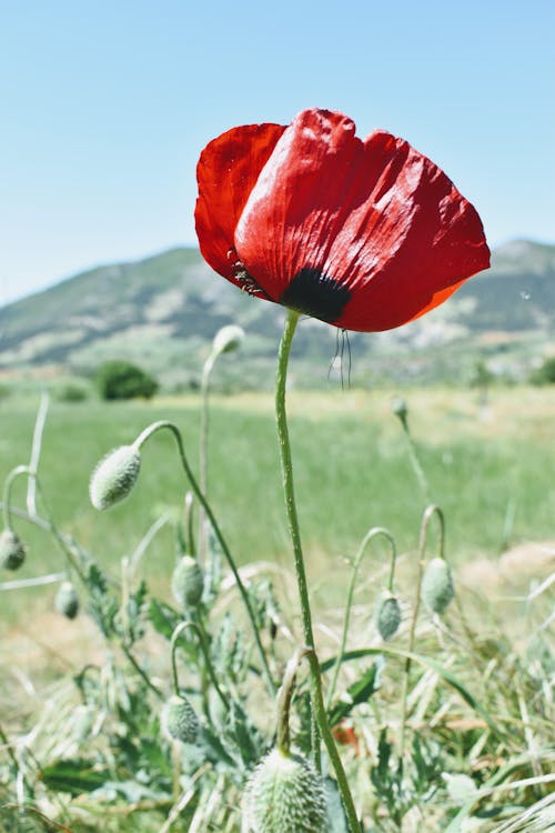 Close-up of Poppy Flower Blooming in Field
