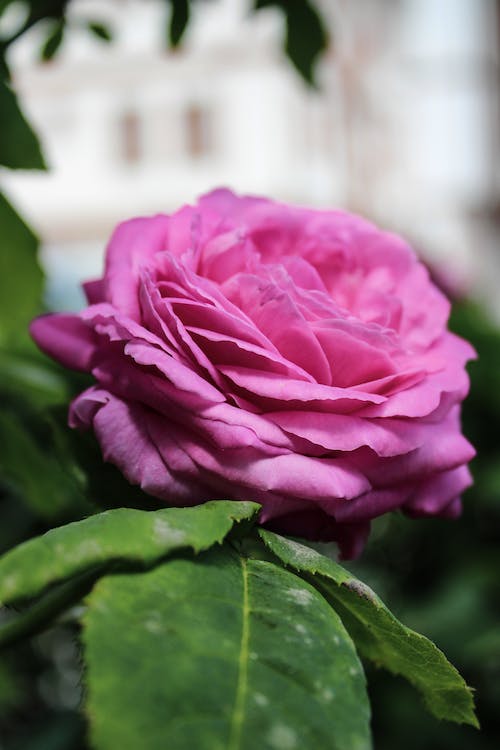 Pink Rose Flower