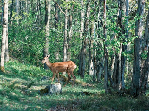 Ingyenes stockfotó agancs, állatfotók, erdő témában