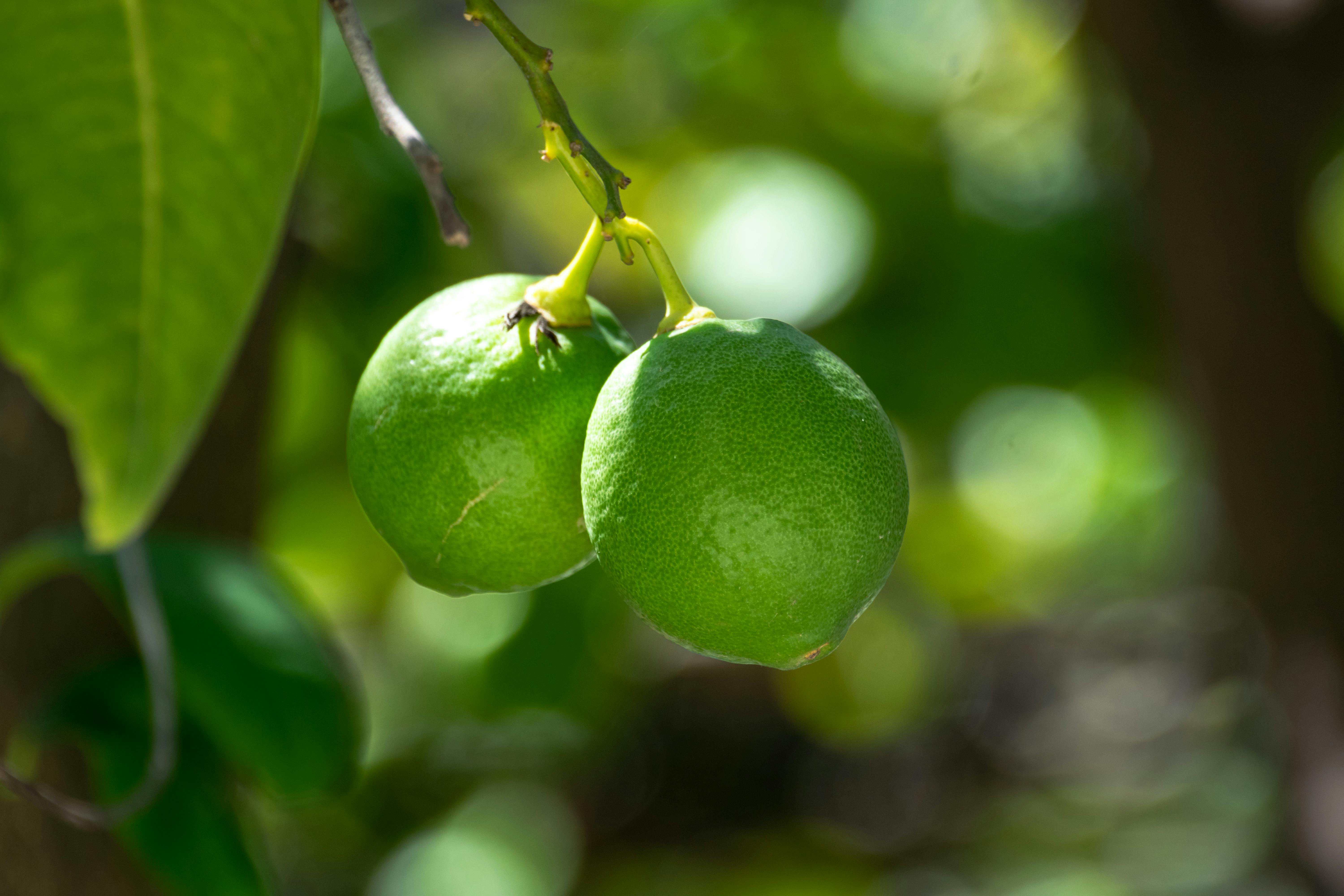 Limes Growing on Tree · Free Stock Photo